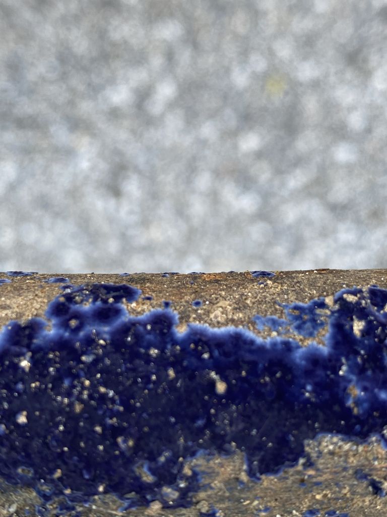 cobalt crus blue fungus