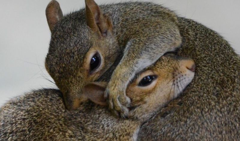 mating habits squirrels