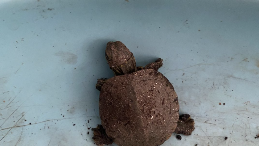 baby snapping turtle just emerged