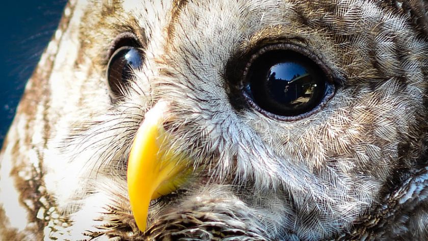 barred owl eyes broatch