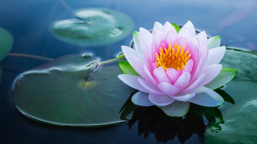 lotus flower