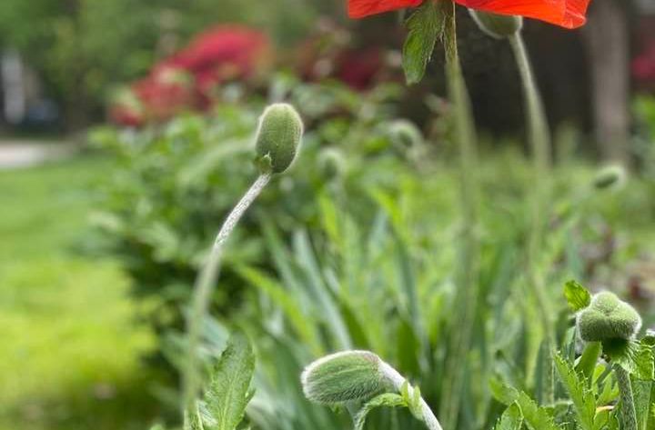 poppies in mid may